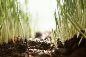 Прогноз по вывозу и производству российских минеральных удобрений в 2025 году