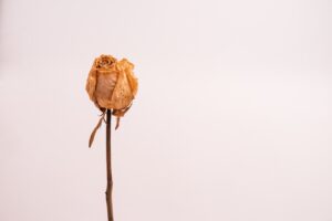 Как из увядающих цветов сделать украшения для дома