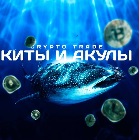 Дмитрий Катушадзе