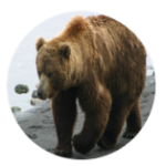 Lazybear